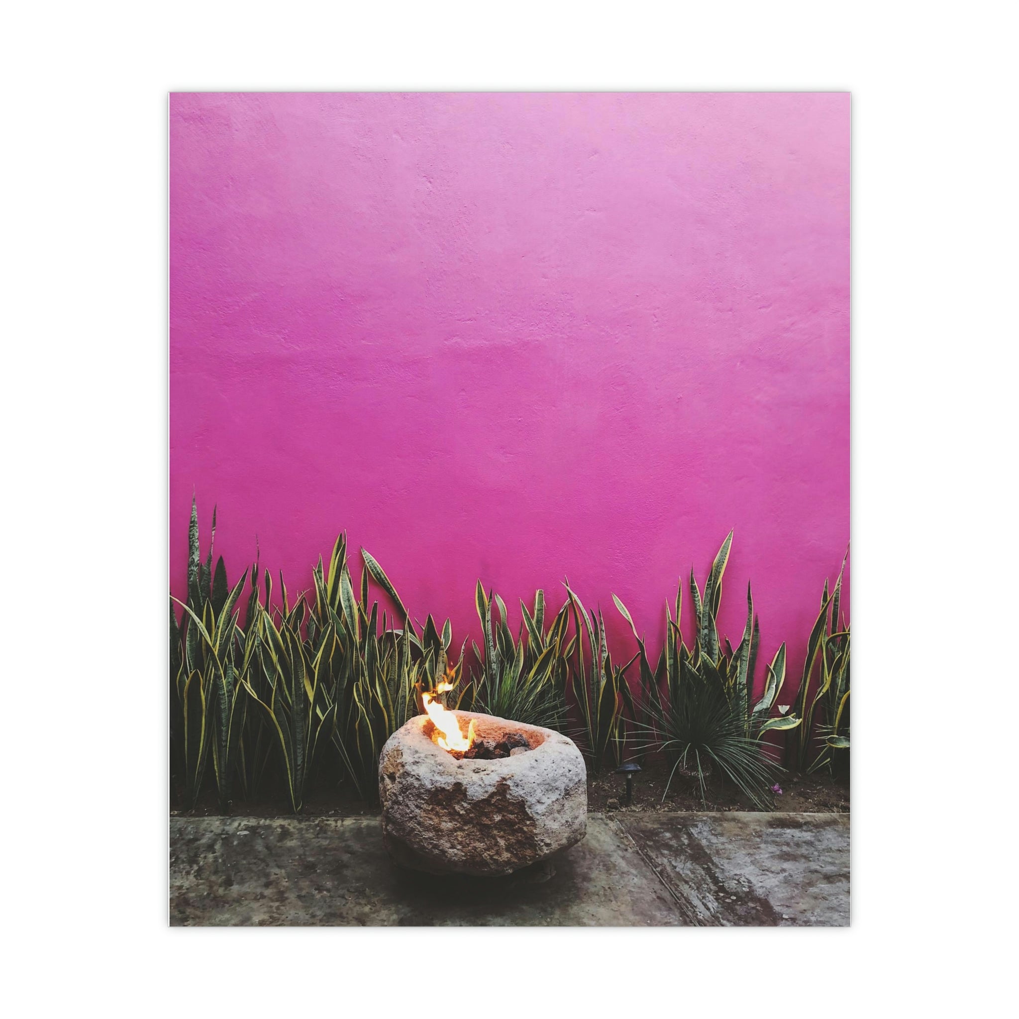 Hot Pink painted wall and organic green - Original photo print on Premium Matte Posters