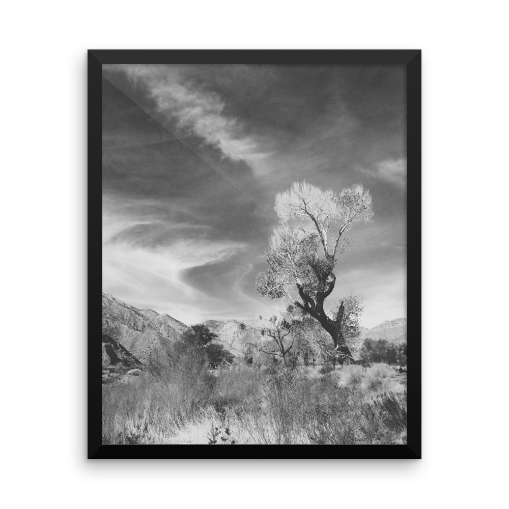 Framed B+W print of Joshua Tree in Cali