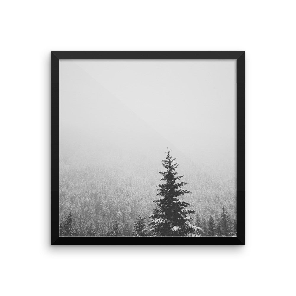 Frame print of a snow covered fir tree in the PNW