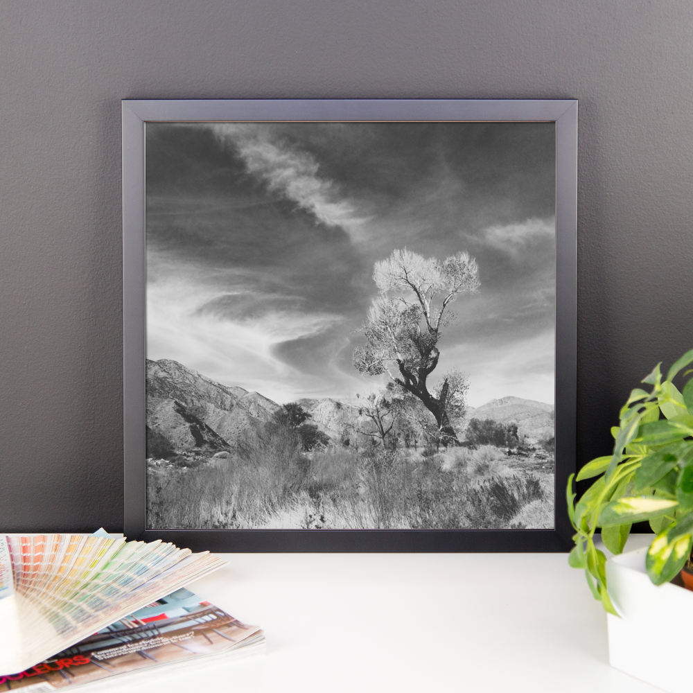 Framed B+W print of Joshua Tree in Cali