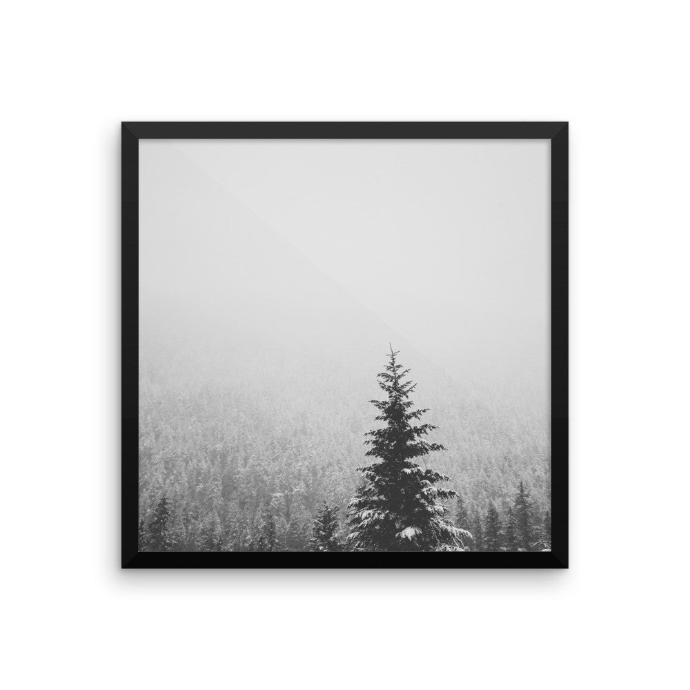 Frame print of a snow covered fir tree in the PNW