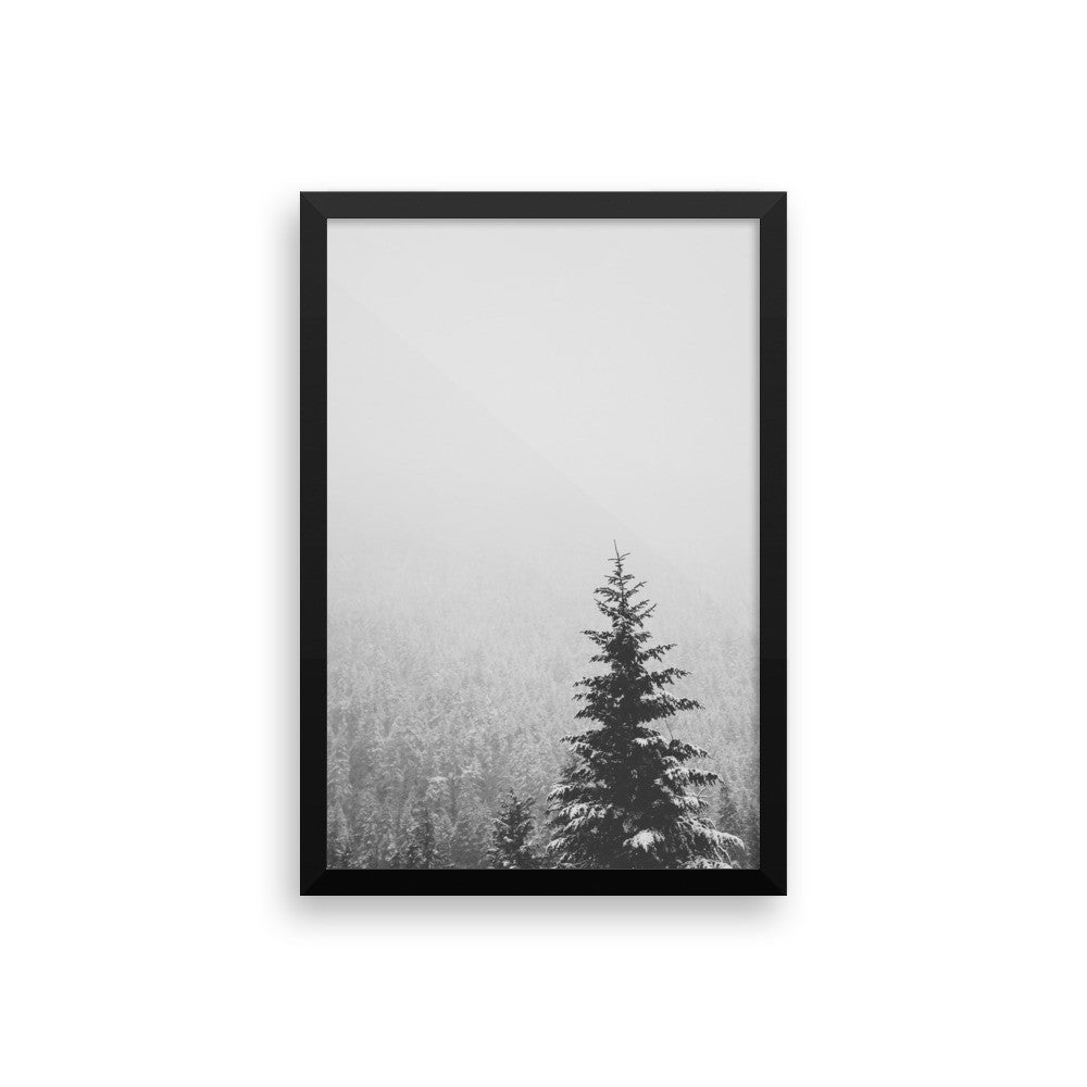 Frame print of a snow covered fir tree in the PNW