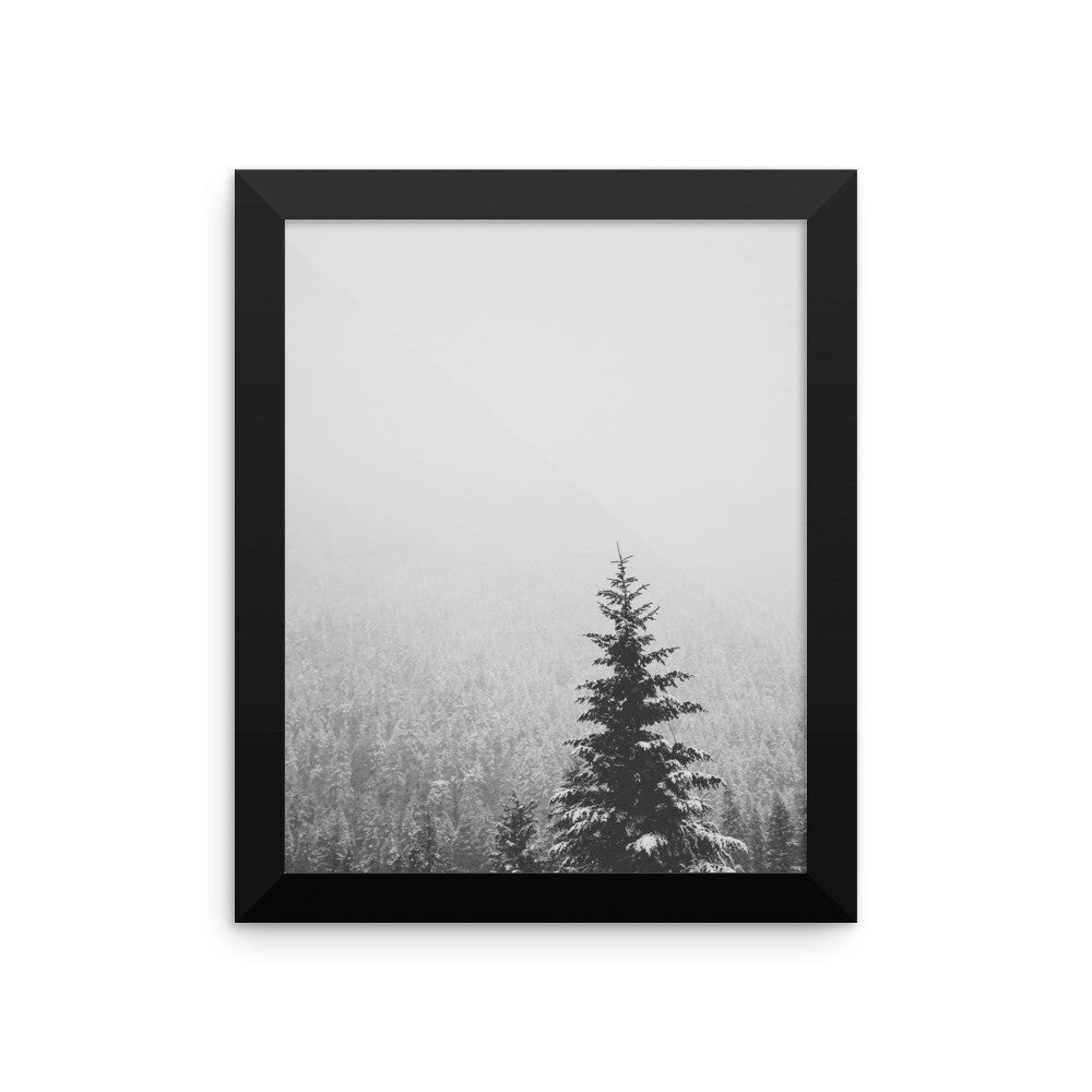 Frame print of a snow covered fir tree in the PNW