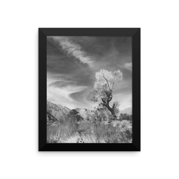 Framed B+W print of Joshua Tree in Cali