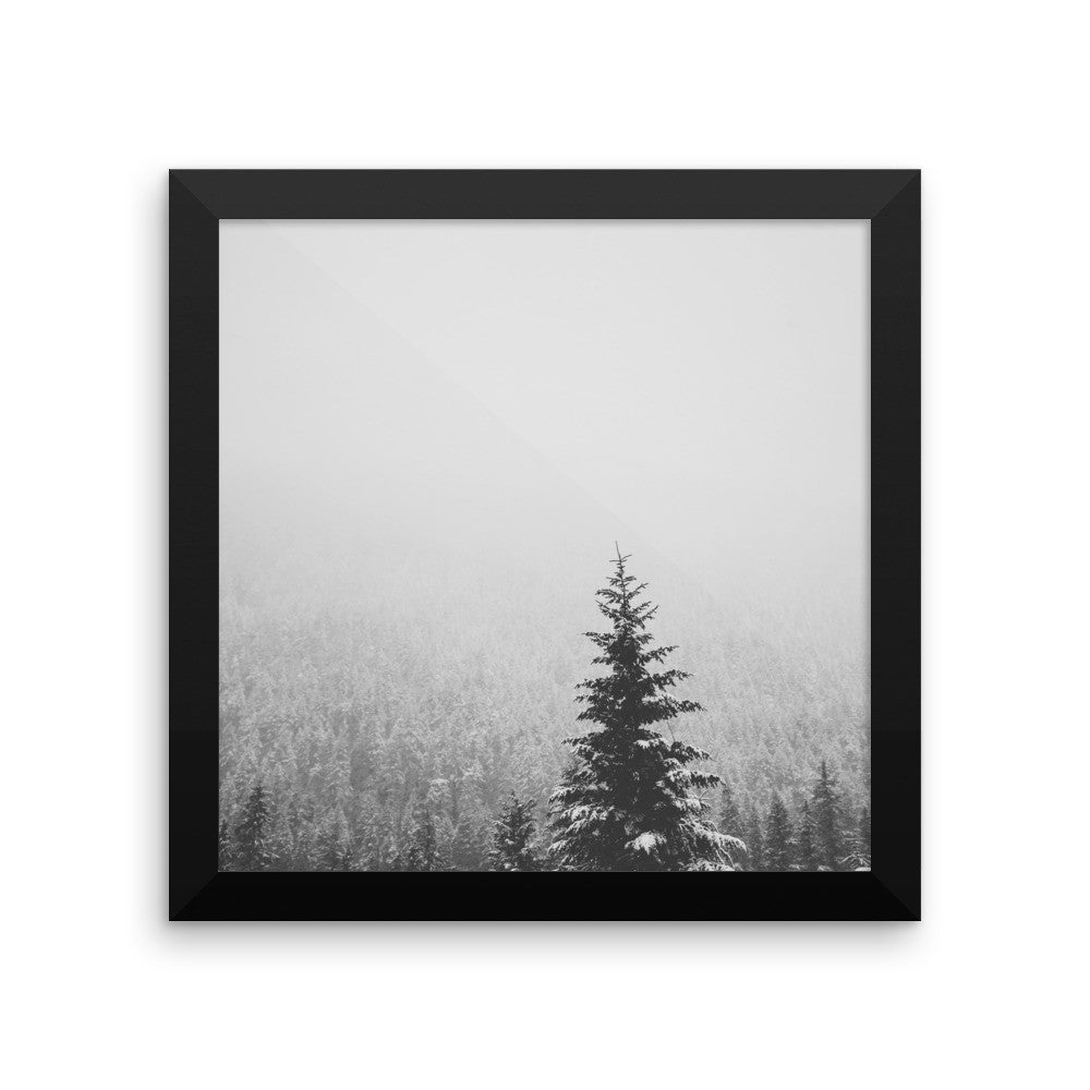 Frame print of a snow covered fir tree in the PNW