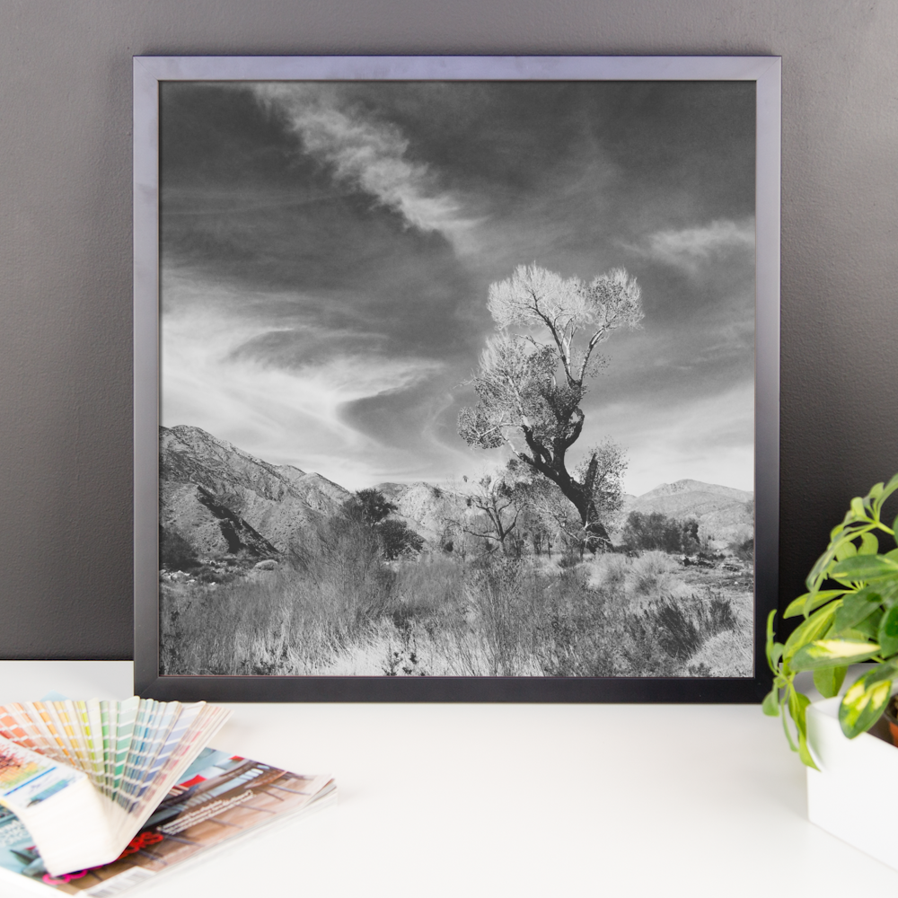Framed B+W print of Joshua Tree in Cali